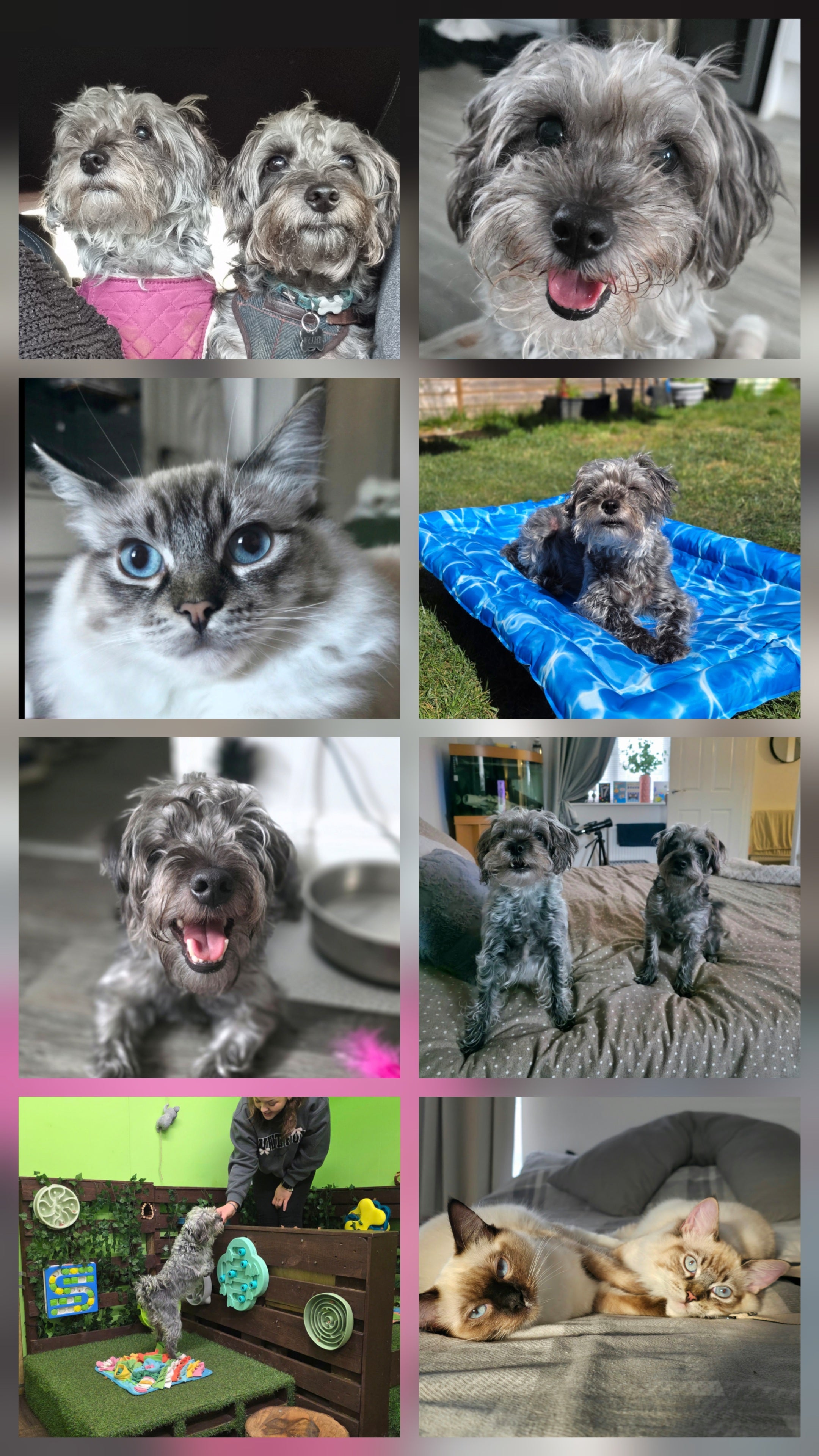 Welcome to Willow & Whiskers!