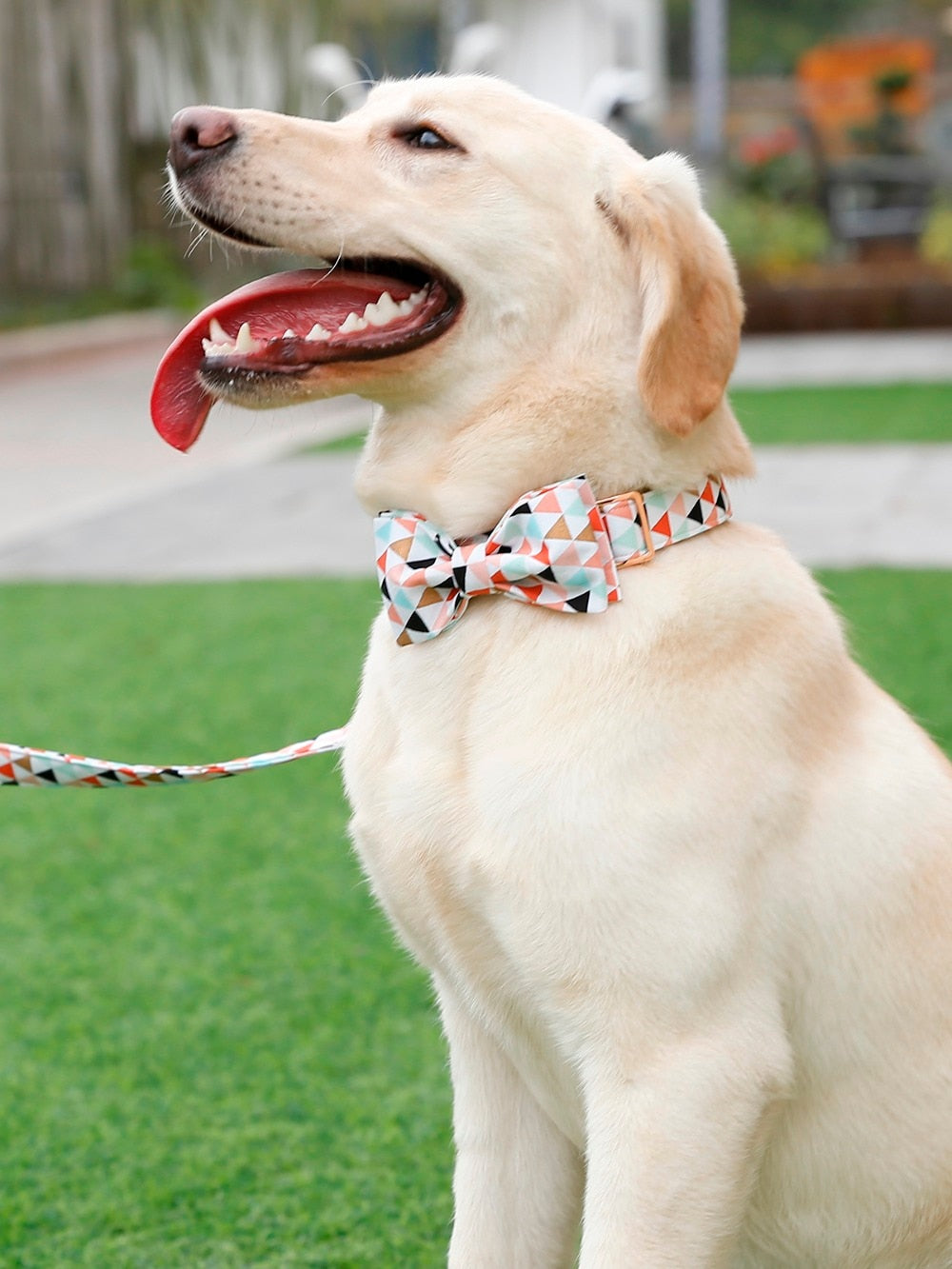 Dog Bowtie Collar and Leash Set